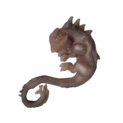dragon gardienne des mers n°6