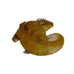 dragon gardien des flammes alchimiques n°95